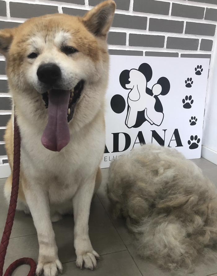 Peluquería Canina Adana perro con corte