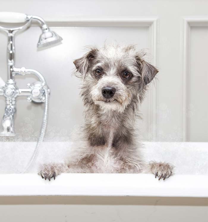 Perro en bañera