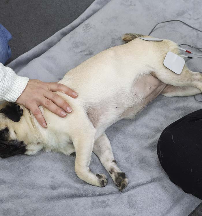 Perro en fototerapia