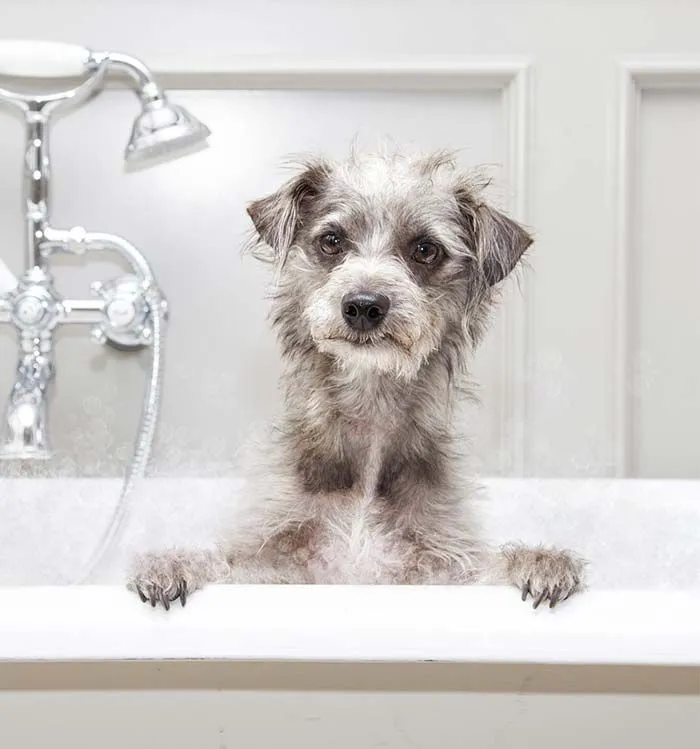 Perro en una bañera, fotografía de la web de Adana